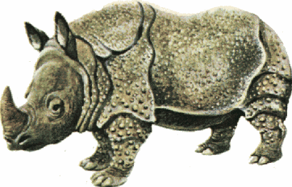 pictures of javan rhinoceros